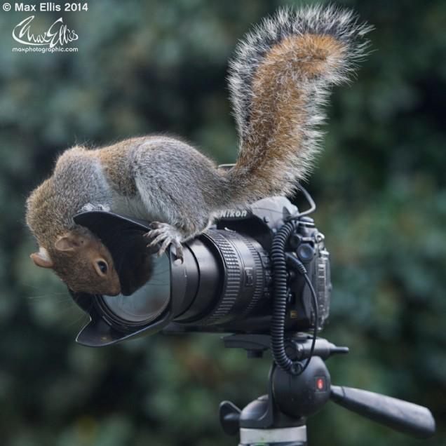 Wildlife photographer of the year (Max Ellis)