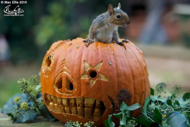 Halloween squirrel (Max Ellis)
