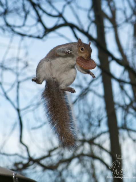 Super Squirrel (Max Ellis)