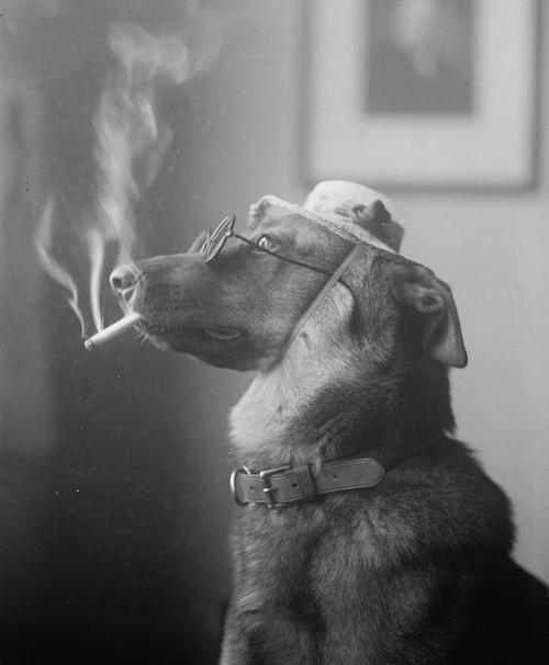"Alex", 1923. A prize winning police dog who "smokes cigarettes n' everything."