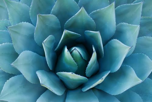 While agave does not spike blood sugar, the fructose it contains converts to fat and stresses the liver. (Shutterstock.com)