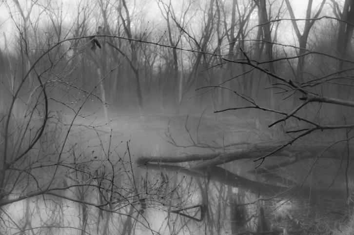 Foggy Swamp