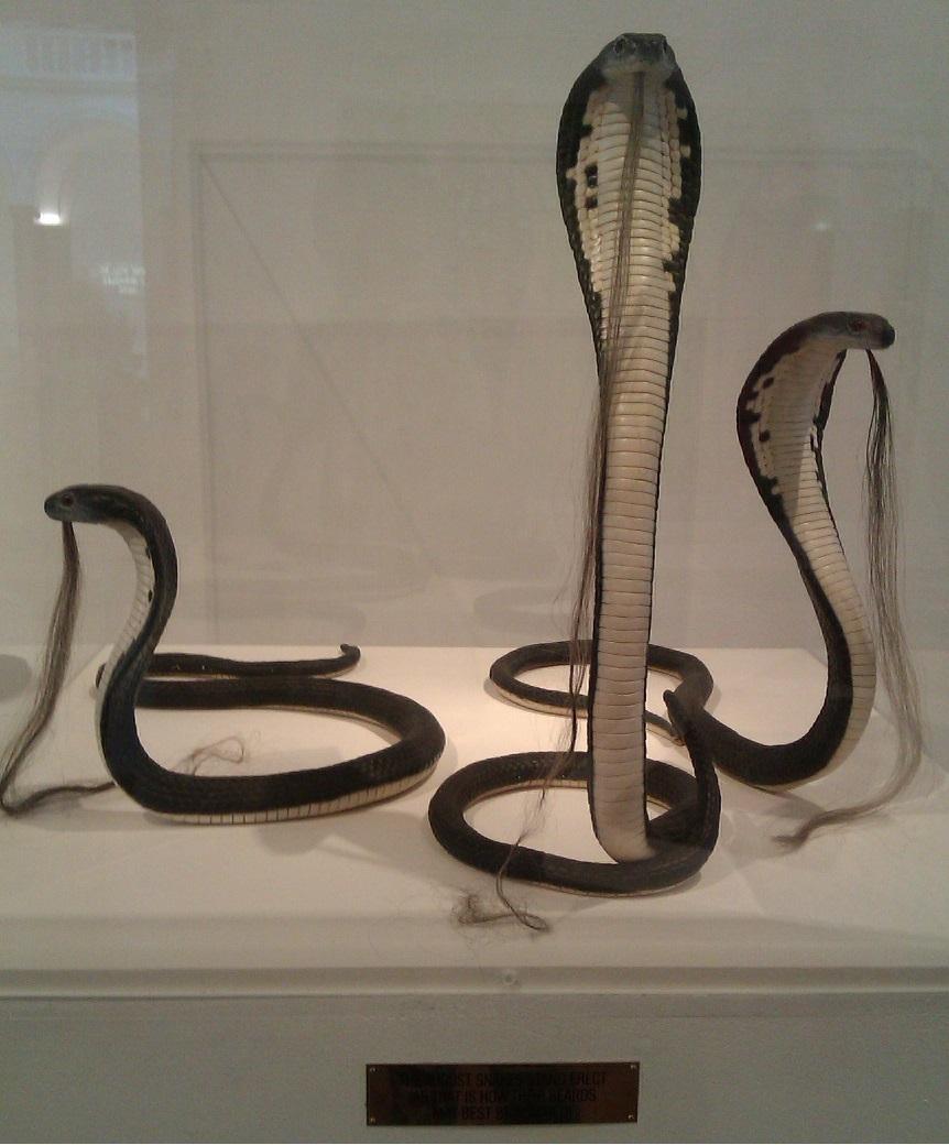 "Bearded cobras, one of the many mad wonders of the Aberdeen Museum of Art." (O'Meara)