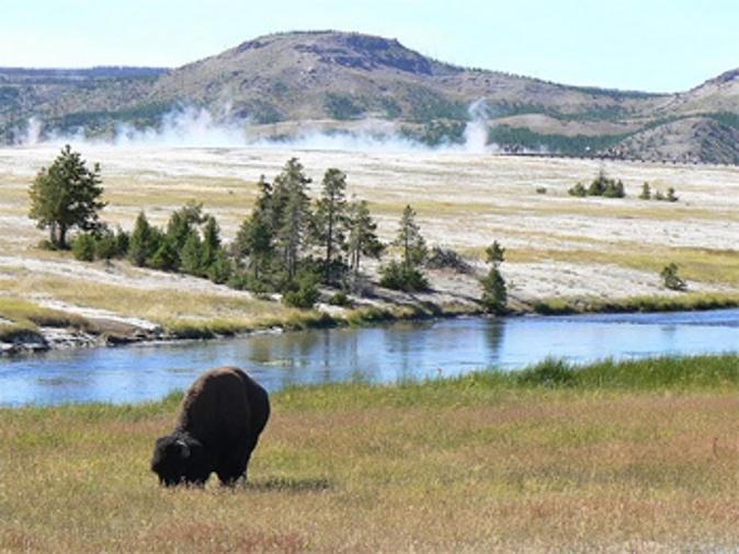 Bison are the most prominent large animals you can find in Yellowstone. (Go Nomad)