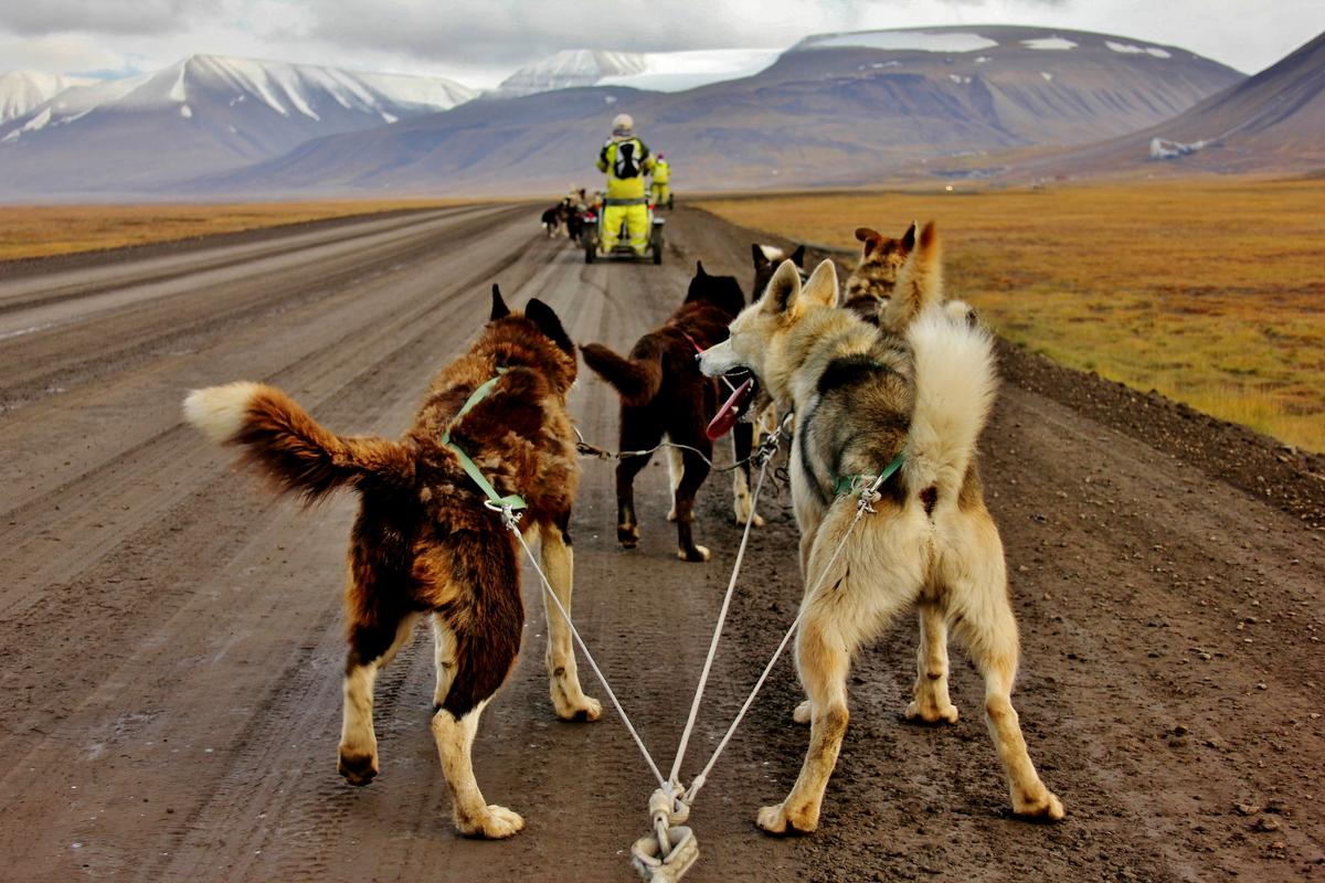 Husky dog sledding in Norway (The Culture Map)