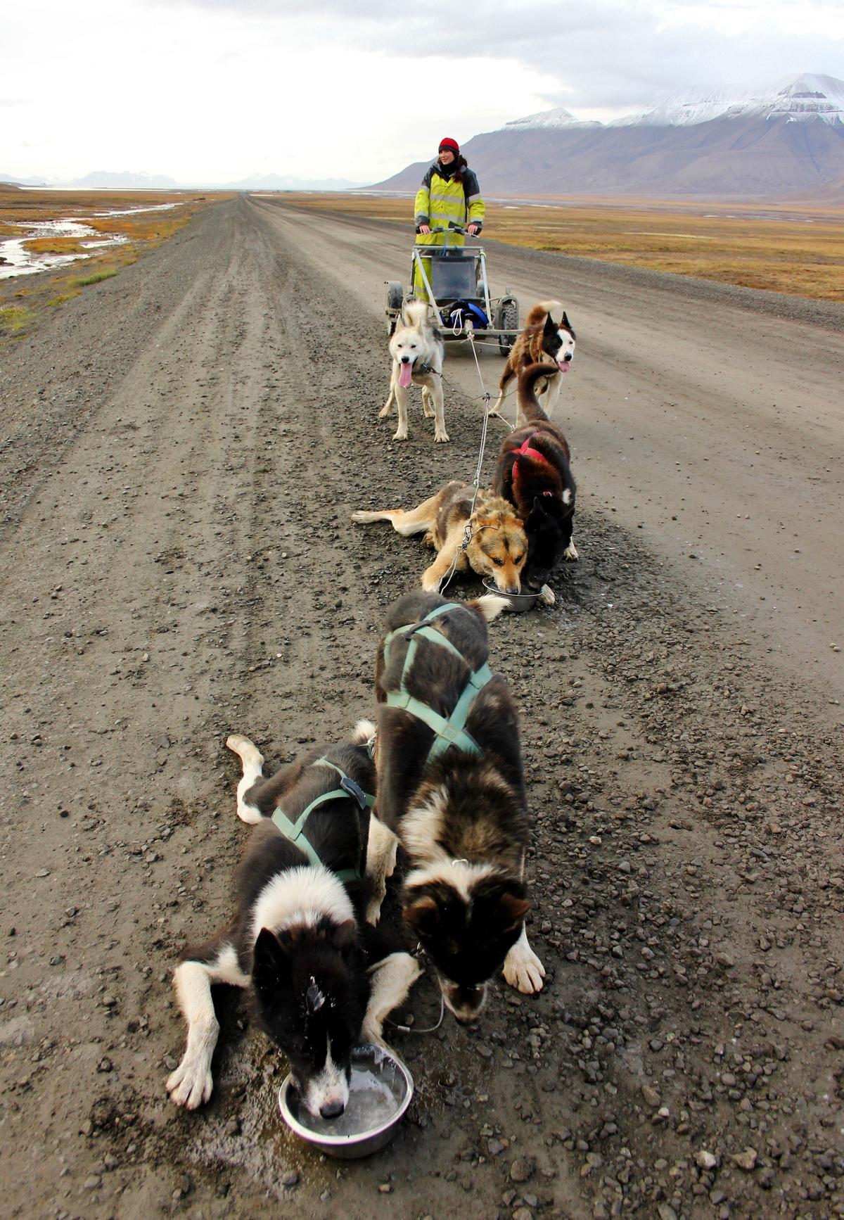 Dog husky sledding in Spitsbergen (The Culture Map)