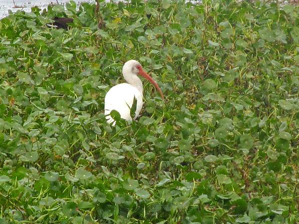 White ibis in thick green vegetation at Alligator Lake Recreation Area. (Traveling Ted)