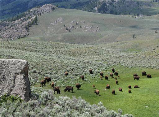 Bison graze inside Yellowstone National Park in Wyoming on June 19, 2014. The probability for earthquakes in the region is high, and a big one could trigger a volcano eruption. (AP Photo/Robert Graves)