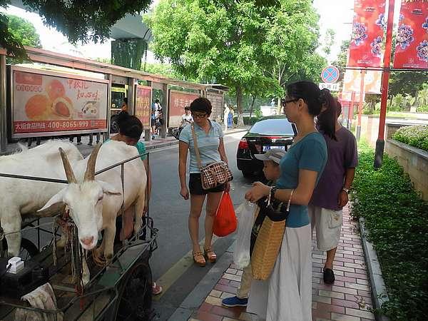 Goat milk, China (Wade Shepard Vagabond Journey Travel)