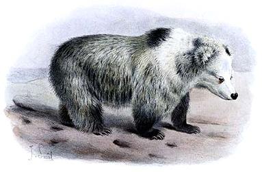 The Tibetan Blue Bear, drawn in 1897 by Joseph Smit. (<a href="http://commons.wikimedia.org/wiki/File:Tibetan_Blue_Bear_-_Ursus_arctos_pruinosus_-_Joseph_Smit_crop.jpg" target="_blank">Wikimedia Commons</a>)