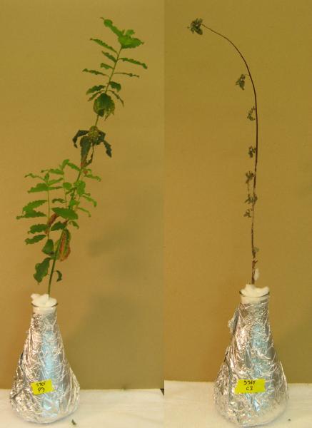 Willow cuttings without the treatment ceased growing, lost leaves and died when grown in solution with phenanthrene. Those that were treated with microbes from eastern cottonwood trees thrived. (Sharon Doty Lab/U of Washington)