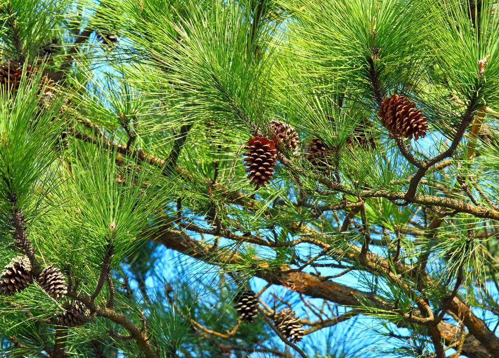 Pine tree. Shutterstock/leungchopan