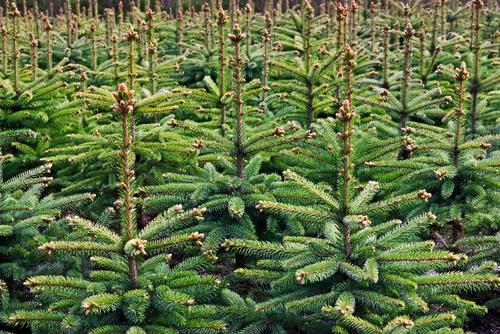 Spruce trees. Shutterstock/Mikhafly