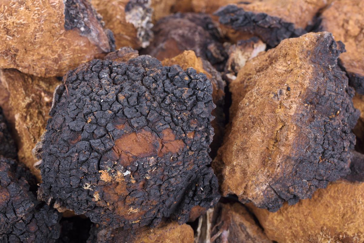 Chaga looks and feels like chunks of wood with a cracked, charred edge. (Nikitin Victor/Shutterstock)