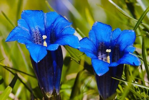 Gentian flower is used for discouragement. It is a remedy for doubters, pessimists, and those lacking faith. Shutterstock/Daniel Prudek