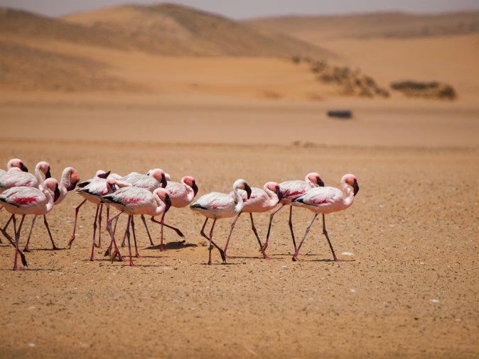 Flamingo march in Namib desert. (Shutterstock)