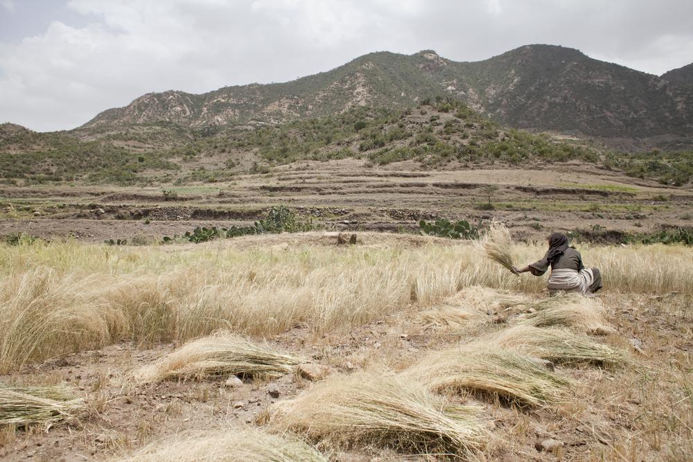 Harvesting teff in Ethiopia. (Shutterstock/giulio napolitano)