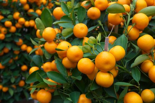 Orange tree. (Shutterstock.com)