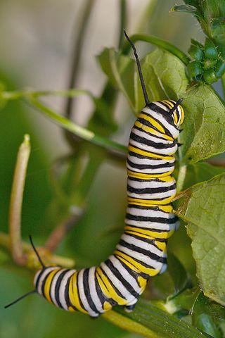 Monarch caterpillar. (Ryan E. Poplin /CC BY-SA 2.0/Wikimedia Commons)