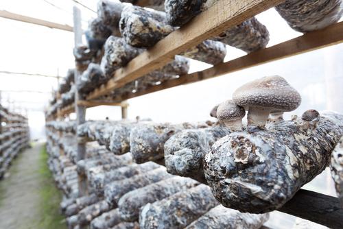 Mushroom cultivation facility in China, where most of the world's shiitake are grown. (Shutterstock.com)