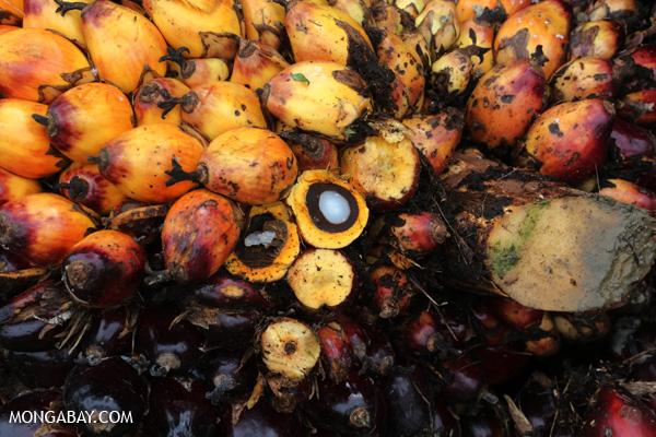 Palm fruit used for palm oil production. (Rhett A. Butler/Mongabay)