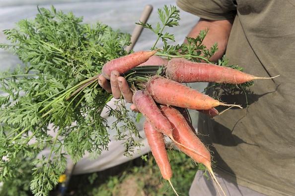 French organic farmer Gwenole Le Roy holds home grown organic carrots on his his farm in Plouescat, France on Sept. 9, 2014. (Fred Tanneau/AFP/Getty Images)