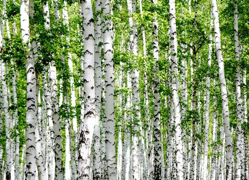 Xylitol was once called birch sugar, but it's rarely sourced from birch these days. (Shutterstock.com)