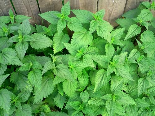 Nettles is a great plant source of iron. (Shutterstock.com)
