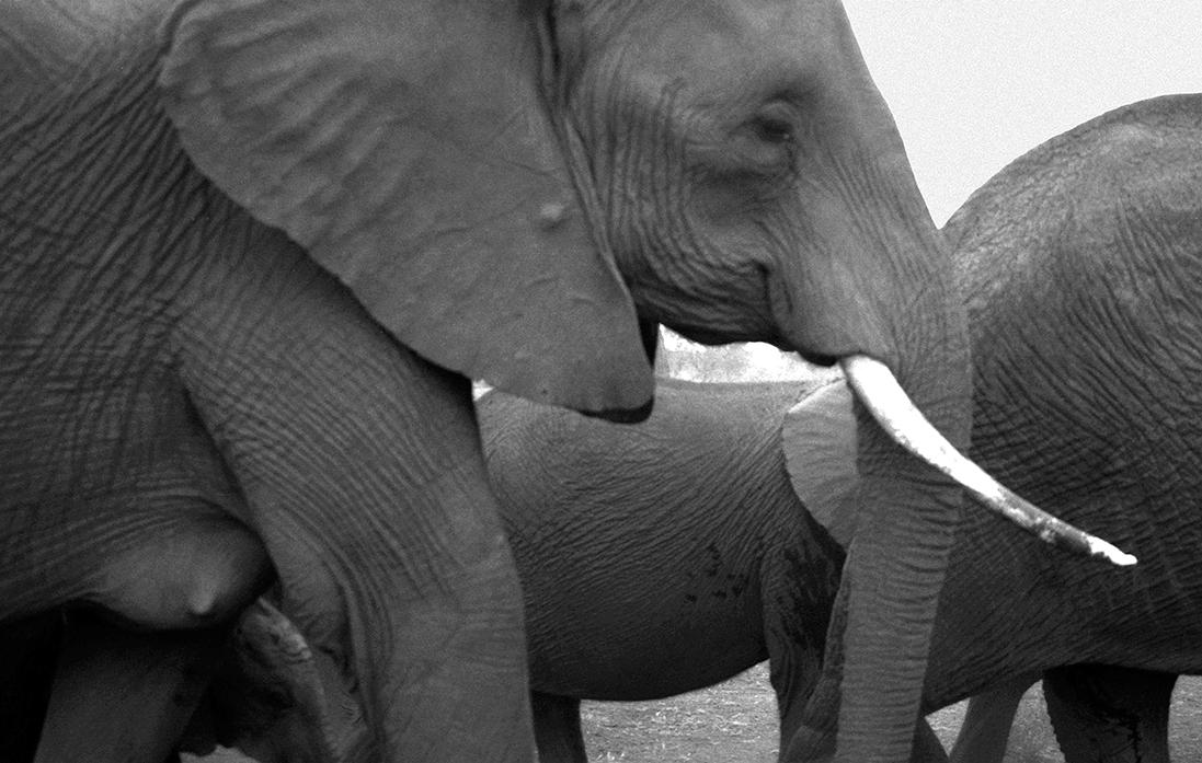 Mother elephant with calf, Amboseli, 2006. (Cyril Christo and Marie Wilkinson)