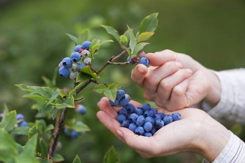 Berries are one of the most important things to buy organic. Conventionally grown berries are high in pesticide residues. (Shutterstock.com)