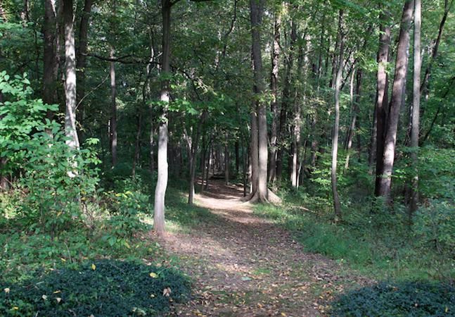 The thriving, beautiful forest behind Acorn Hall before Superstorm Sandy hit in 2012. (Courtesy of Morris County Historical Society)