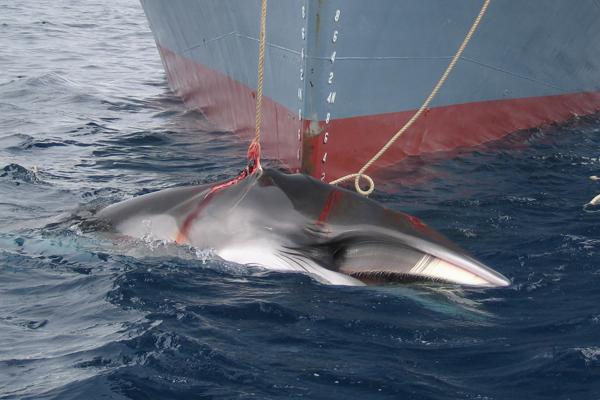 Antarctic minke whale caught be Japanese vessel, the Yushin Maru, in 2008. (Photo by: Australian Customs and Border Protection Service.)