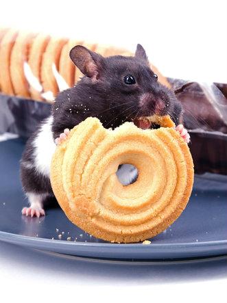 Artificial sweeteners appear to change the huge colony of bacteria in your intestines to favor the harmful bacteria. (<a href="http://www.shutterstock.com/pic-182039315/stock-photo-hamster-likes-cakes.html?src=8NSfhXM12qpYOxnmMXs70g-1-2" target="_blank">Shutterstock</a>)