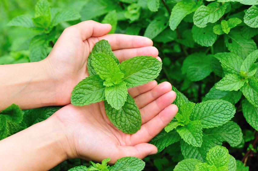 Peppermint essential oil is found in many commercial pain ointments and muscle rubs. (lzf/iStock)