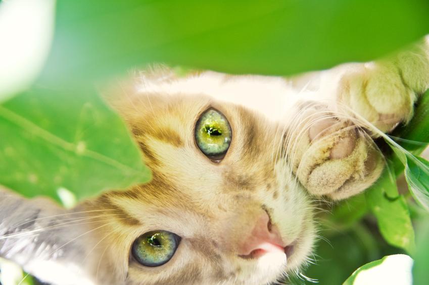Essential oils can be very harmful to cats. (sprng23/iStock)