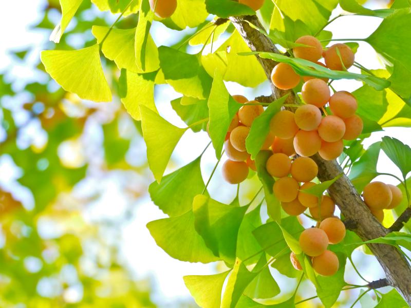 Ginkgo nuts are a delicacy throughout Asia, though they smell like vomit. (nobuhama55/iStock)