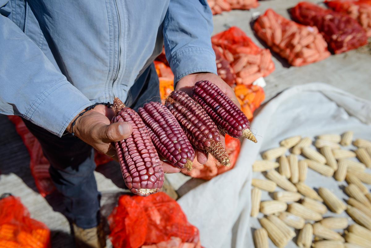 A field technician shows a red variety of Mexican heirloom corn. (Courtesy of Masienda).