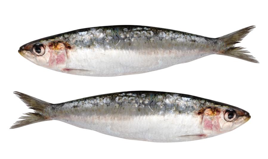 Small fish, like sardines, are high in omega-3s, and much less likely to contain toxins than larger fish. (varela/iStock)