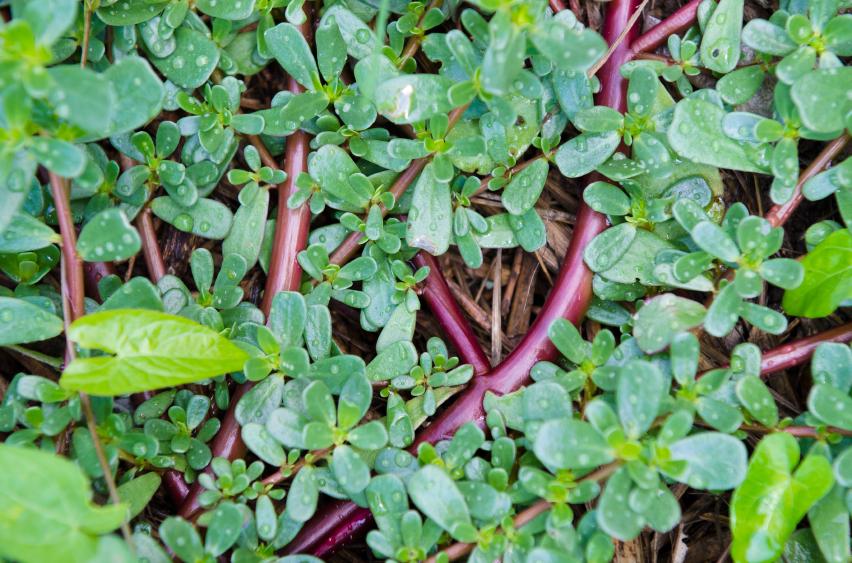 Purslane and other greens are good vegetable sources of omega-3. (MIMOHE/iStock)