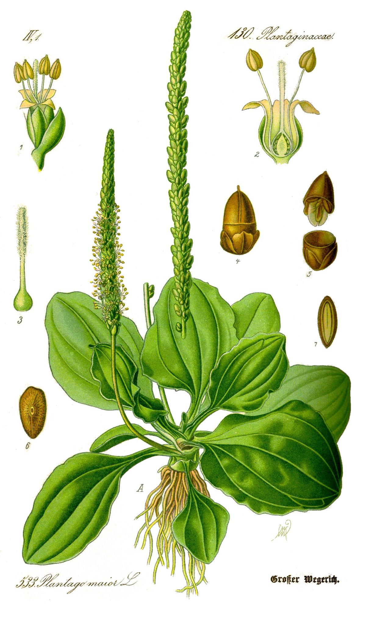 Broad leaf plantain (Plantago major). (Wikimedia Commons)