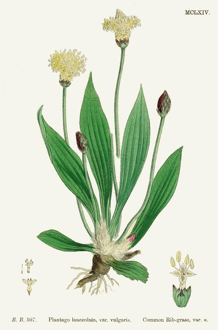 Narrow leaf plantain, also known as ribwort (Plantago lanceolata). (Wikimedia Commons)