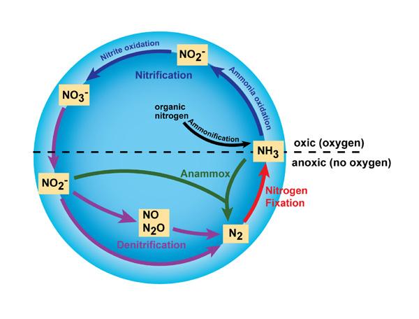 The biological and physical processes that make up the nitrogen cycle. (KoiQuestion, CC BY-SA 2.0)