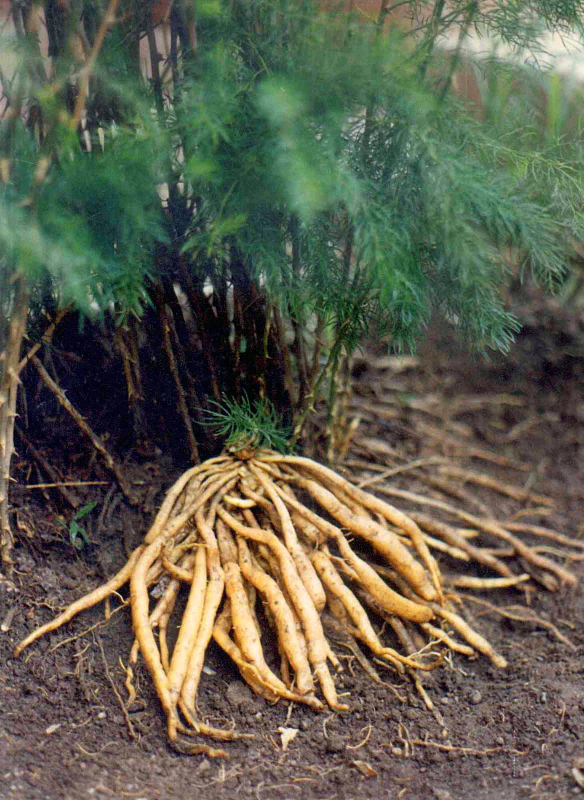 Roots of the wild asaparagus (Asparagus racemosa). (Wikimedia Commons)