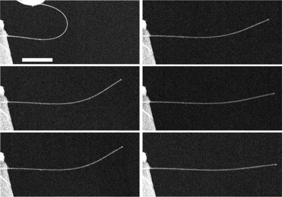 Zinc oxide nanowires return to shape slowly after being bent. (Zhu lab / NC State)