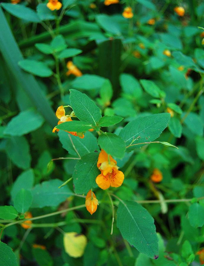A patch of orange-flowered jewelweed, Impatiens capensis (Ram-Man/Wikimedia Commons)