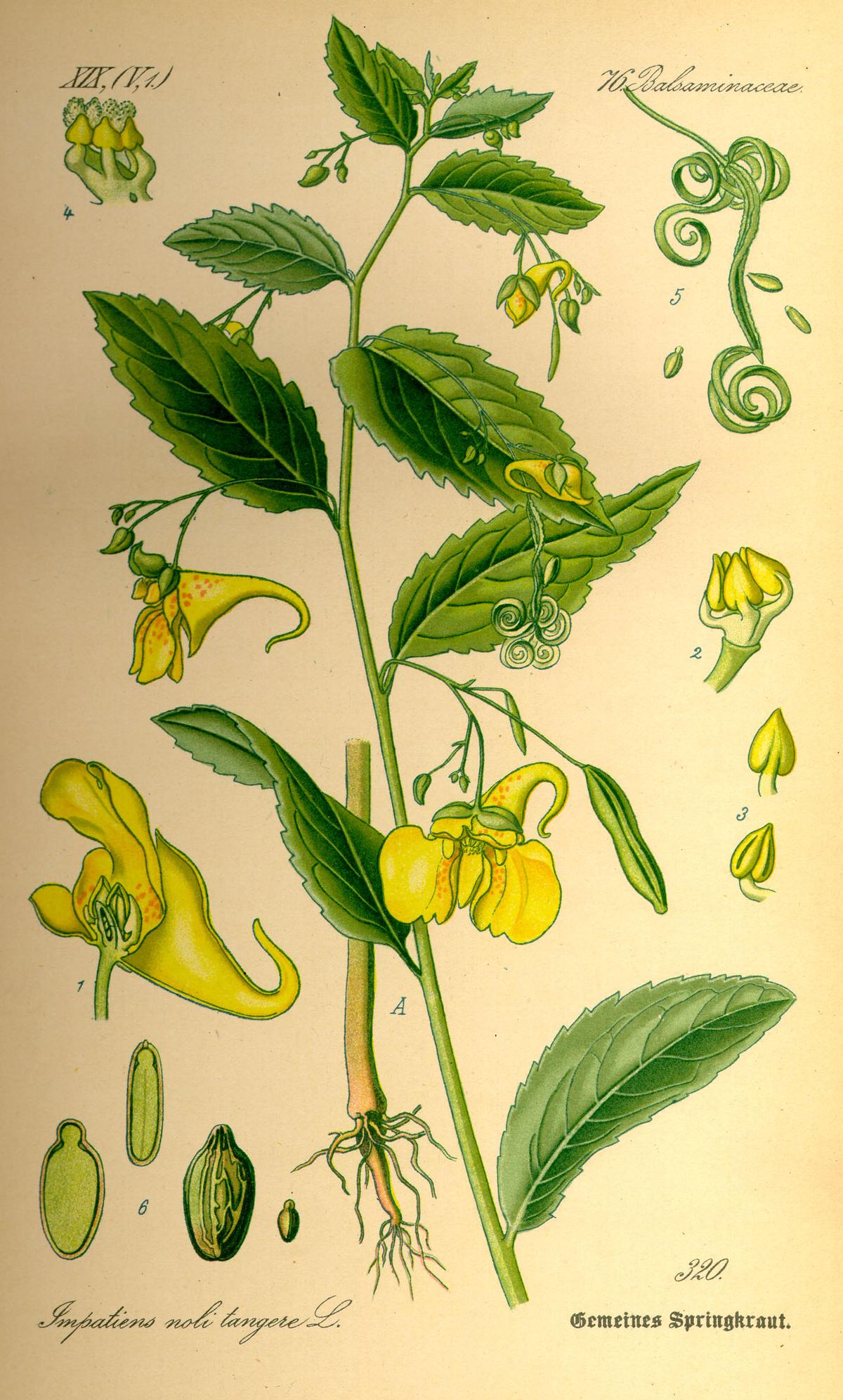 Jewelweed illustration by Otto Wilhelm Thomé, 1885 (Public domain)
