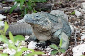 <a href="https://www.theepochtimes.com/assets/uploads/2015/07/34194_web_medium.jpg"><img src="https://www.theepochtimes.com/assets/uploads/2015/07/34194_web_medium.jpg" alt="This is an adult Grand Cayman blue iguana on its namesake island. (Julie Larsen Maher/Wildlife Conservation Society)" title="This is an adult Grand Cayman blue iguana on its namesake island. (Julie Larsen Maher/Wildlife Conservation Society)" width="320" class="size-medium wp-image-129334"/></a>