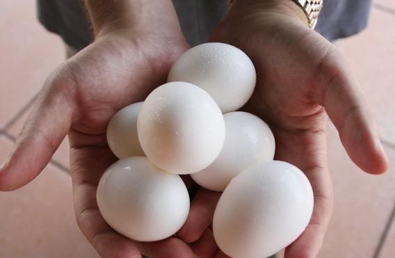 <a href="https://www.theepochtimes.com/assets/uploads/2015/07/Eggs_103459962.jpg"><img class="size-medium wp-image-164493" title="A man holds chicken eggs in Washington," src="https://www.theepochtimes.com/assets/uploads/2015/07/Eggs_103459962.jpg" alt="" width="350" height="228"/></a>