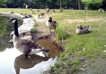 <a href="https://www.theepochtimes.com/assets/uploads/2015/07/Geese-in-Prospect-Park_medium.jpg"><img src="https://www.theepochtimes.com/assets/uploads/2015/07/Geese-in-Prospect-Park_medium.jpg" alt="LOOSE AS A GOOSE: Canada Geese lounge around a pond in Prospect Park, a park targeted for goose culling. (David Karopkin)" title="LOOSE AS A GOOSE: Canada Geese lounge around a pond in Prospect Park, a park targeted for goose culling. (David Karopkin)" width="320" class="size-medium wp-image-127907"/></a>