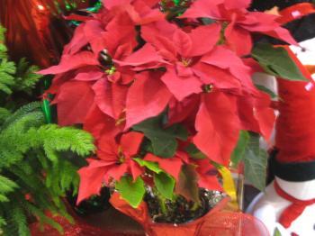 <a href="https://www.theepochtimes.com/assets/uploads/2015/07/IMG_0810pointsettas_medium.JPG"><img src="https://www.theepochtimes.com/assets/uploads/2015/07/IMG_0810pointsettas_medium.JPG" alt="The attractive red leaf of a poinsettia plant always signals that the holiday festivities have begun. (Maureen Zebian/The Epoch Times)" title="The attractive red leaf of a poinsettia plant always signals that the holiday festivities have begun. (Maureen Zebian/The Epoch Times)" width="300" class="size-medium wp-image-64337"/></a>